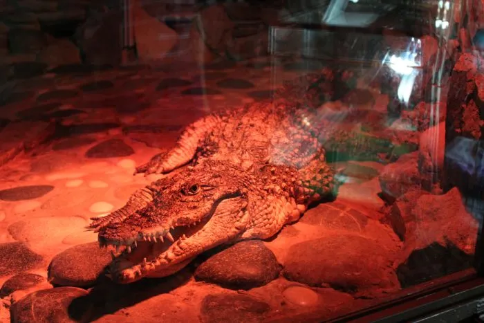Казанский зооботанический сад Крокодил