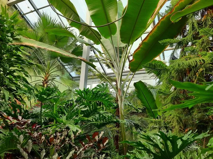 Самарский ботанический сад - банановое дерево