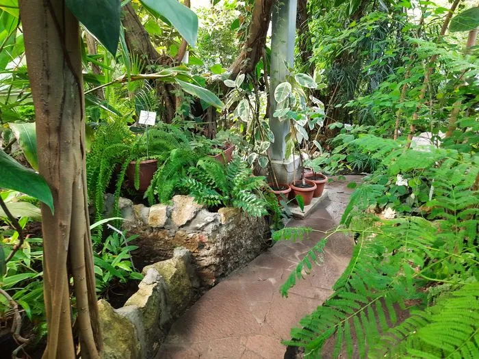 Тропические заросли в оранжерее