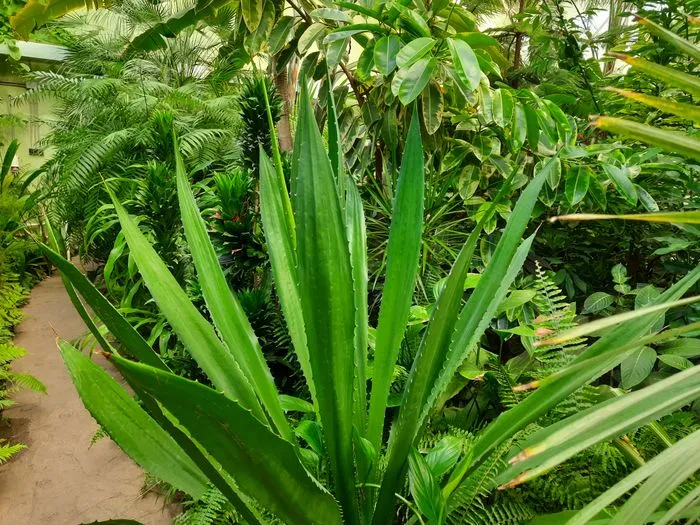 Самарский ботанический сад в тропической оранжерее Агава