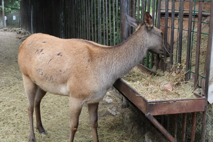 Казанский зооботанический сад Молодой олень