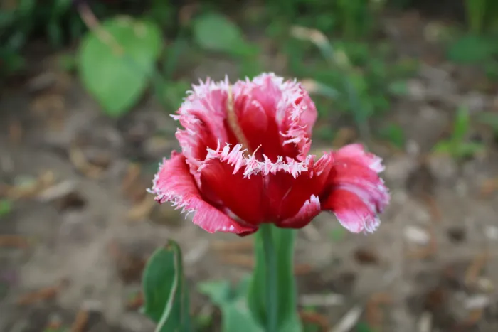 Мохнатый тюльпан
