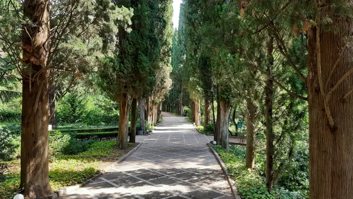 Никитский ботанический сад Кипарисовая аллея