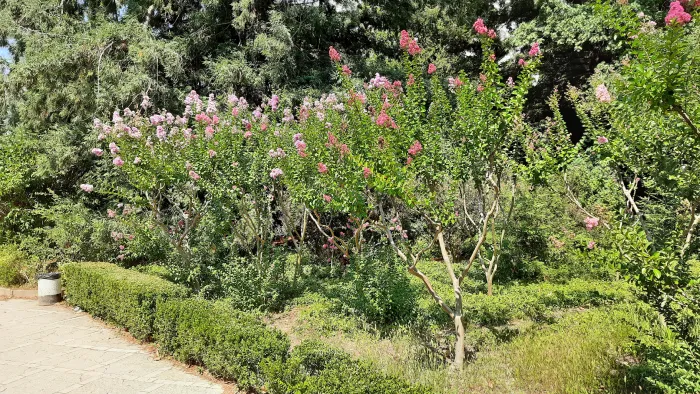 Никитский ботанический сад Сирень индийская