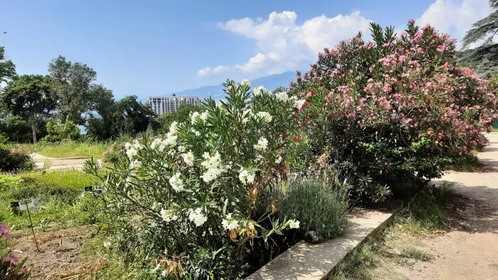 Никитский ботанический сад Белый и розовый олеандр