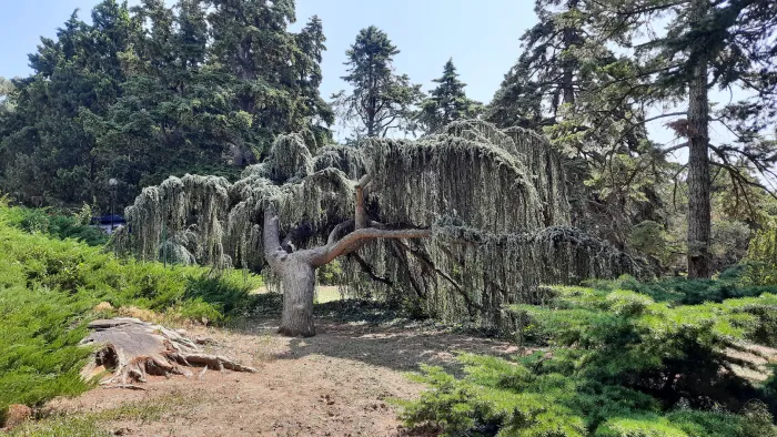 Никитский ботанический сад Плакучий атласский сизый кедр