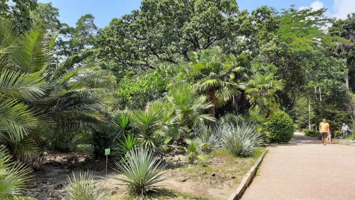 Никитский ботанический сад Пальмарий
