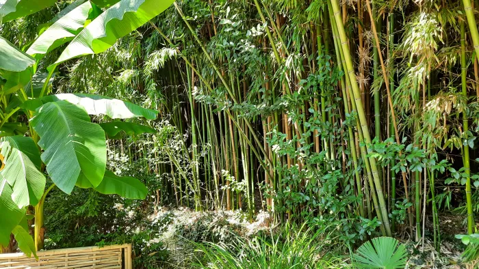 Никитский ботанический сад Бамбуковая роща