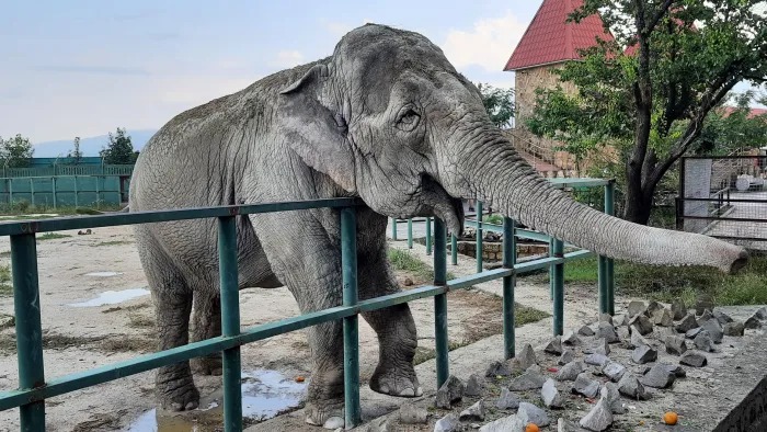 Парк львов в Крыму Индийский слон