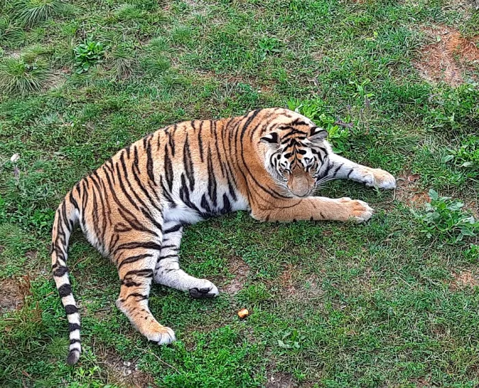 Парк львов в Крыму Тигр