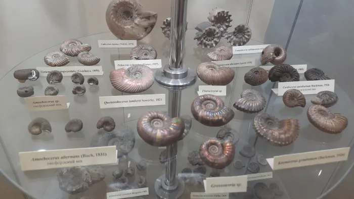 Палеонтологический музей в Ундорах Древние аммониты
