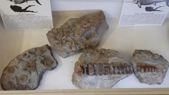 Палеонтологический музей в Ундорах Окаменелости ихтиозавра