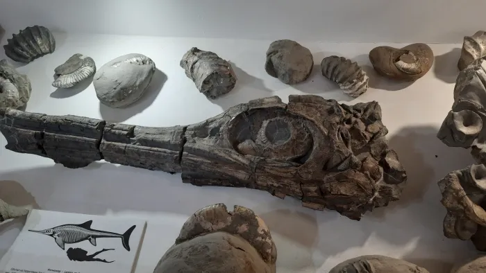 Палеонтологический музей в Ундорах Окаменелости ихтиозавра