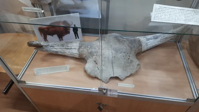 Палеонтологический музей в Ундорах Часть черепа ископаемого бизона