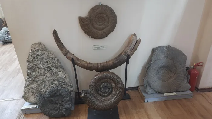Палеонтологический музей в Ундорах Бивень древнего мамонта