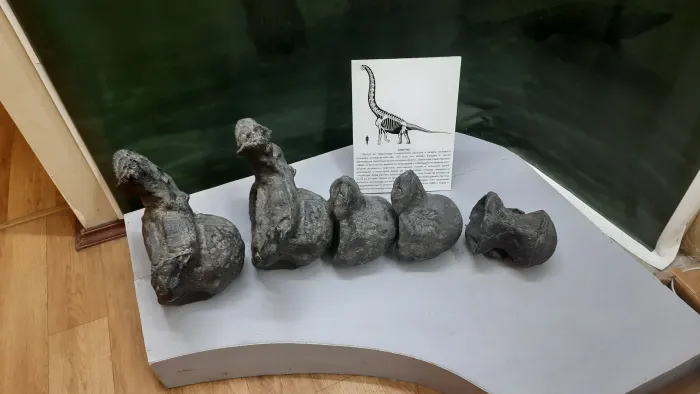 Палеонтологический музей в Ундорах Останки зауропода