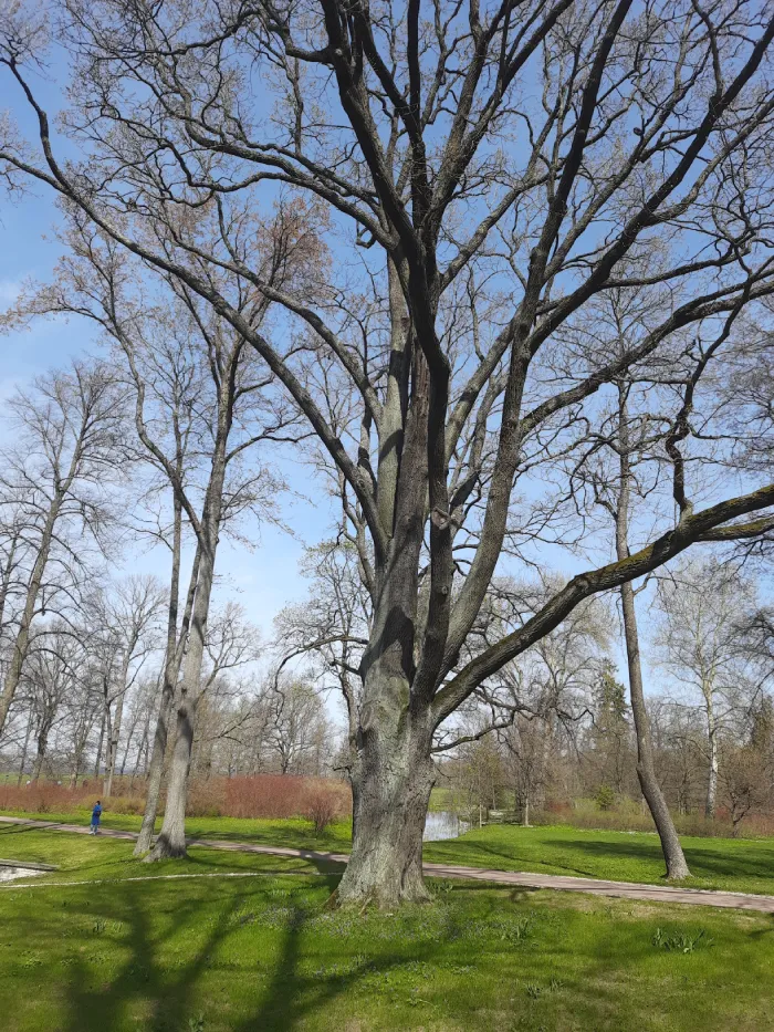 Парк Александрия в Петергофе Старый дуб